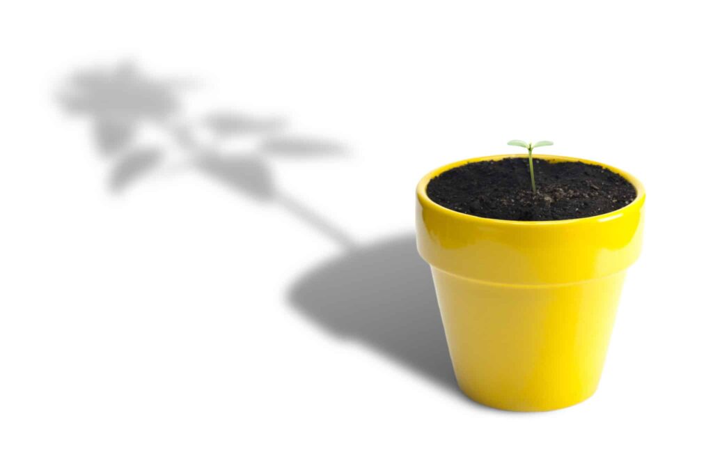seedling to a tree